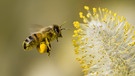 Eine Biene sammelt Blütenstaub. | Bild: stock.adobe.com/Dave Massey